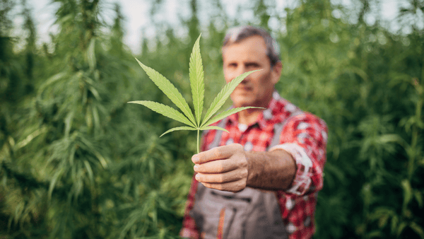 Business Cannabis Insurance | Kastner Insurance Group